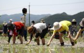 白鶴酒造が田植えイベント 参加者を募集 白鶴酒造が田植えイベント 参加者を募集