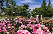都心のバラ園 見ごろ迎える大阪・靭公園 170品種3400株 都心のバラ園 見ごろ迎える大阪・靭公園 170品種3400株