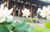 清らかなハスの花に悠久の歴史をたどる 奈良・西ノ京 ロータスロード 8月18日(日)まで 特別ご朱印や早朝参拝 清らかなハスの花に悠久の歴史をたどる 奈良・西ノ京 ロータスロード 8月18日(日)まで 特別ご朱印や早朝参拝