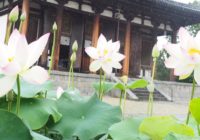 清らかなハスの花に悠久の歴史をたどる　奈良・西ノ京 ロータスロード 8月18日(日)まで　特別ご朱印や早朝参拝