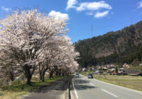 【précieux 京都】#22　　2020年春。桜よ、ありがとう