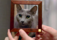 Netflixで公開中の「Copy Cat（猫の肖像）」で宝塚市出身の出野圭太さんが第49回エミー賞にノミネート
