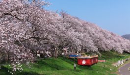 観光キャラバン隊が福井の桜をPR　「ゆったりした時間の中で楽しんで」
