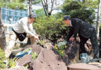 植物学の父・牧野博士のロックガーデン 灘中高で90年ぶり「復元」