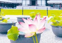 奈良・西ノ京 ハスが咲く4カ寺巡り 特別御朱印も 8月16日（水）まで
