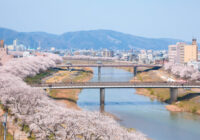 福井の桜　3月下旬ごろから見ごろに　戦国の栄華 一乗谷にも足延ばして