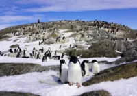 南極観測70周年、その挑戦の軌跡を辿る。日本科学未来館で「大南極展」7月開幕 南極観測70周年、その挑戦の軌跡を辿る。日本科学未来館で「大南極展」7月開幕